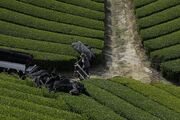 خروج سالانه ۴۰۰ میلیون دلار ارز برای واردات چای/ دپوی ۵۵ هزار تن چای