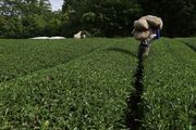 برداشت چای سبز در ژاپن