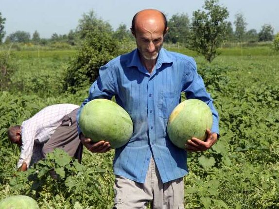 کشاورزان بیگانه با طعم شیرین هندوانه؛ خرید از مزرعه ۵۰۰ تومان، فروش در بازار ۸هزار و ۵۰۰ تومان