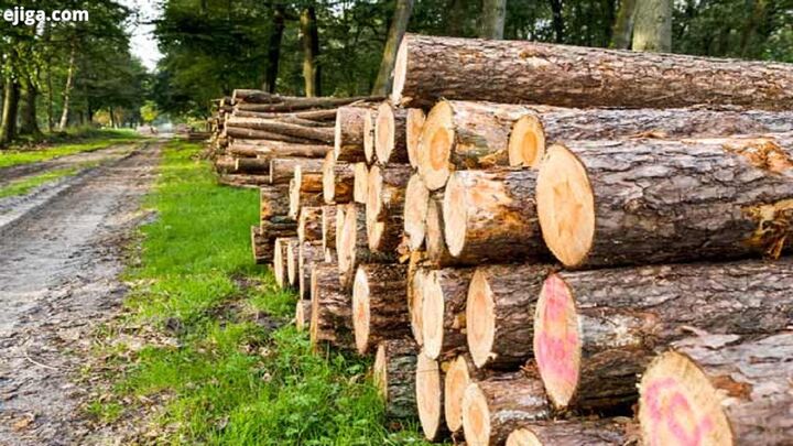 نیاز به ۷۲۰ میلیون نهال برای اجرای طرح ۵۰۰ هزار هکتاری زراعت چوب