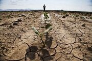 بحران خشکسالی در ۹۸.۸ درصد مساحت زنجان| کشت محصولات پرآب کاهش یافت