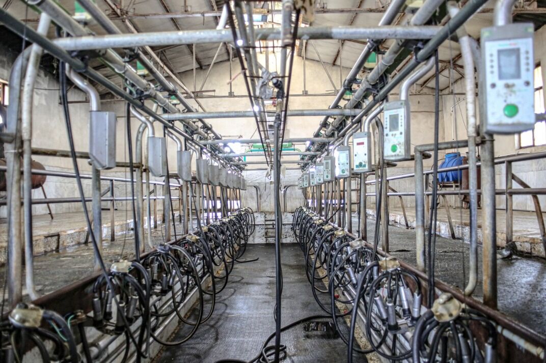 ۸۰ درصد دامهای با ارزش کشور در مسیر نابودی/ گاو شیرده را می کشند چون نمی توانند سیرش کنند