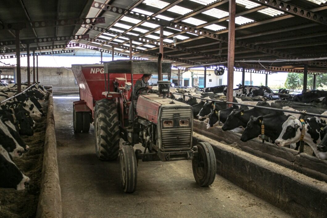 ۸۰ درصد دامهای با ارزش کشور در مسیر نابودی/ گاو شیرده را می کشند چون نمی توانند سیرش کنند