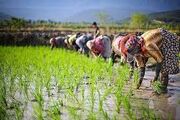 نشاکاری بالغ بر ۵۳۰ هزار هکتار برنج در سطح کشور