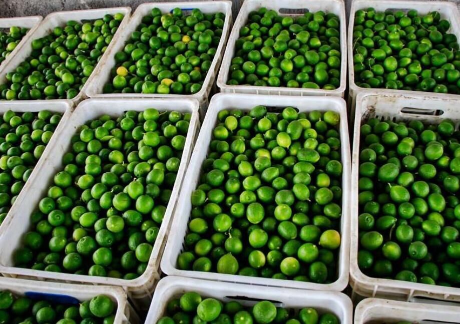 روزهای تلخ لیمو ترش رودان| نگاه کشاورزان به دولت سیزدهم