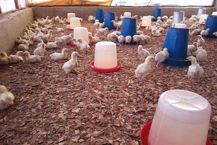  اجرای طرح پرورش مرغ بومی خانگی در تعاونی‌های روستایی