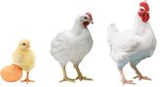 «پولت» در بازار نایاب است| افزایش ۳ برابری قیمت مرغ تخم گذار در بازار