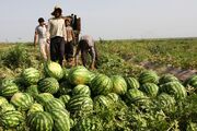 بیشترین صادرات محصولات کشاورزی خوزستان مربوط به هندوانه است