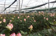 رقابت ایران با هلند در تولید گل رُز| محلول غذایی تولید داخل بی کیفیت است