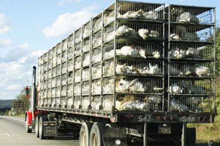 مرغداران ایلامی در آستانه ورشکستگی| ۱۰۰ واحد تولید ندارند