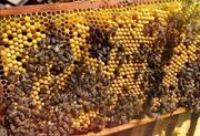 آغاز سرشماری کلنی های زنبور عسل در اردبیل