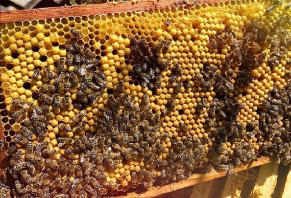 خشکسالی عامل کاهش تولید عسل در آبدانان شد