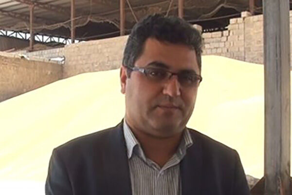 ۵۰ درصد از گندم تولیدی کردستان توسط تعاون روستایی خریداری می شود