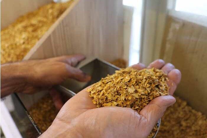 فقدان انگیزه بین توتون کاران گلستانی| شالی جایگزین شد