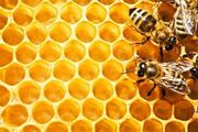 پیش بینی تولید ۳ هزار و ۴۸۵ تُن عسل در استان همدان