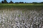 خشکسالی کشت بهاره در خراسان شمالی را ۵ هزار هکتار کاهش داد