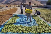 ۳۵۰ هزار تن انگور در قزوین برداشت می شود