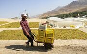 «صادرات فله‌ای» دسترنج کشاورزان را بر باد می‌دهد؛ قطب تولید کشمش ایران گمنام مانده است