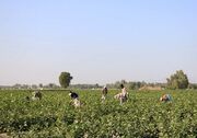 کشت دوم محصولات کشاورزی در استان همدان ممنوع است
