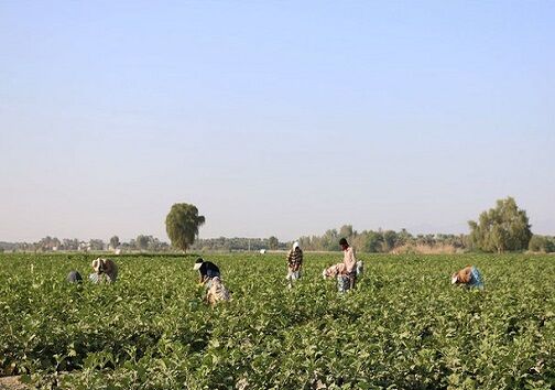 کشاورزی در گلستان توجیه اقتصادی ندارد| مافیای سد عامل بحران آب
