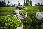 کارگران واکسینه نشدند، باغات چای ضربه خوردند| تامین مواد اولیه بسته بندی چای مشکل ساز شده است