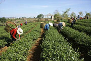 ۴۰ درصد از باغات چای را از دست داده ایم| وزیر چاره ای بیندیشد