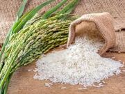 رشد قیمت برنج در ششمین ماه سال جاری میلادی