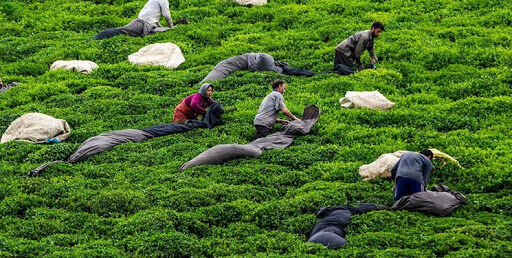 روند صادرات چای ایران به جهان چگونه است؟