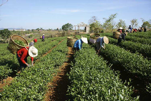 بازرگانان هندی برای تجارت چای با ایران التماس می‌کنند