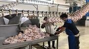 افزایش ۱۰.۵ درصدی عرضه گوشت طیور در بهار ۱۴۰۰