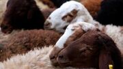 اصلاح الگوی تولید با سنتز نژادی دام سبک در همدان| وقتی مسیر پرورش گوسفند اقتصادی می‌شود