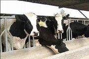 کمبود سرمایه در گردش مشکل دامداران خراسان جنوبی| قیمت خرید شیر کارشناسی شده تعیین شود