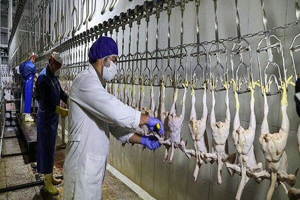 مازندران قابلیت صادرات مرغ را دارد| خروج تولید از حالت دستوری