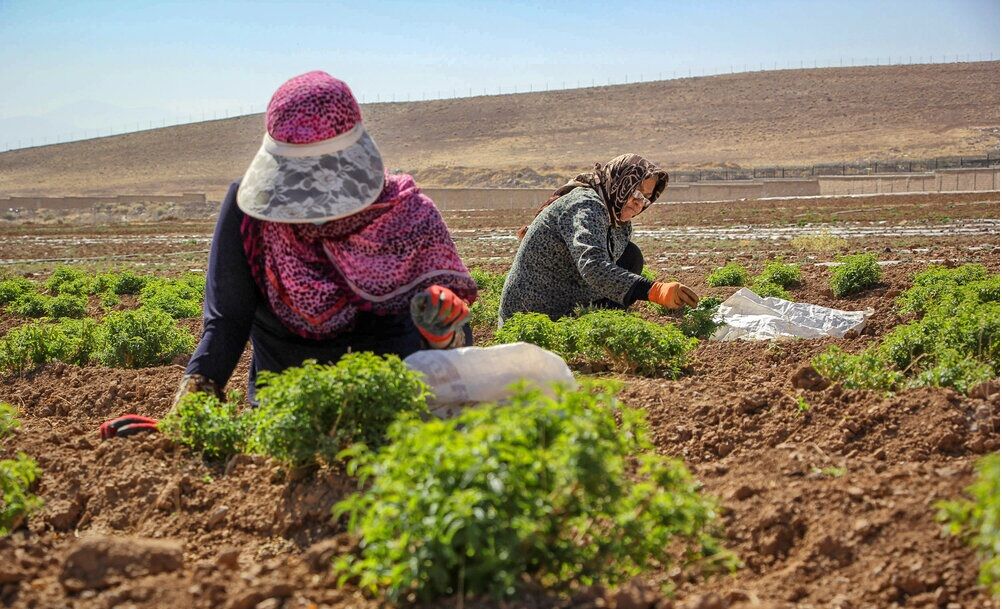 ۳۳ طرح بخش کشاورزی در استان کرمانشاه افتتاح شد