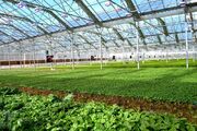 گلخانه؛ راهی کم هزینه جهت بهبود بهره وری و افزایش سود