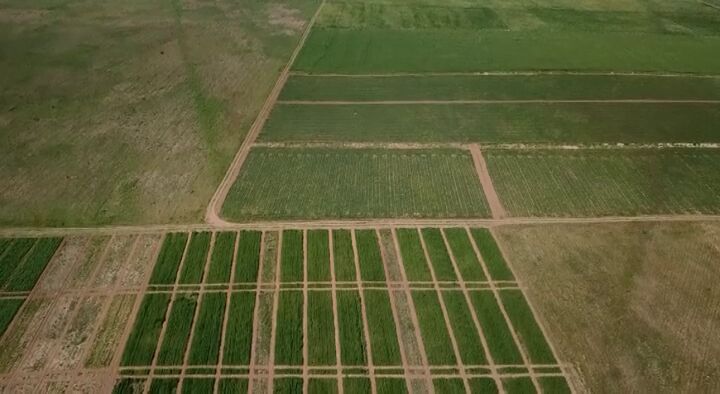 تاکید کارشناس «فائو» بر افزایش سهم دیم در تولیدات زراعی ایران
