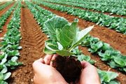 انقلاب سبز در کشاورزی؛ لزوم توجه به روشهای هوشمند برای مقابله با تغییرات آب و هوایی