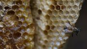 وفور عرضه عسل تقلبی در بازار همدان| صنعت زنبورداری در معرض تهدید است