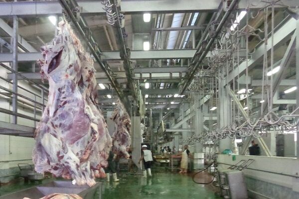  خام فروشی گوشت قرمز در خراسان جنوبی| بیرجند کشتارگاه صنعتی ندارد
