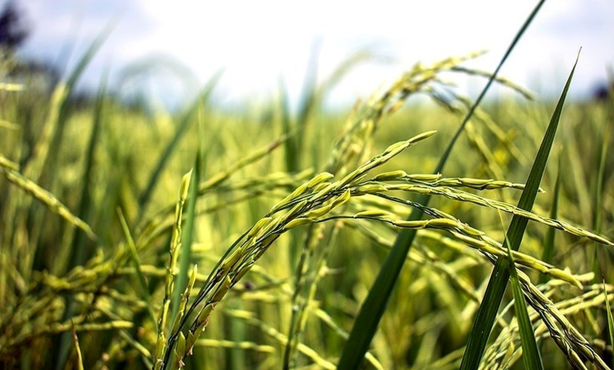 طرح توسعه پایدار کشاورزی با مشارکت ژاپن در آذربایجان‌شرقی اجرا می‌شود