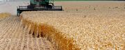 قیمت گندم اتحادیه اروپا ۳۸ درصد افزایش یافت| ذرت آمریکا؛ گرانترین در ماه مارس