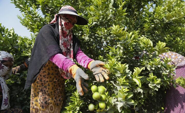 آینده مبهم لیموکاران رودانی| کشاورزان سرگردان شدند