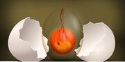 تخم های نطفه دار وارداتی نرسیده به مرغداران غیب می شوند!| شرکت پشتیبانی پاسخگو باشد