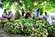دولت از توسعه باغات میوه های گرمسیری در سیستان و بلوچستان حمایت کند