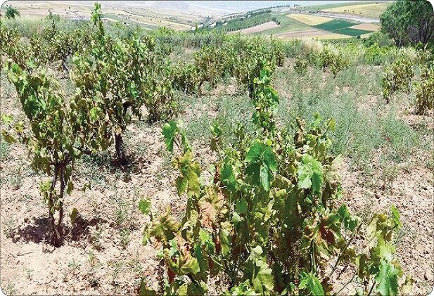 تاکداران خراسان شمالی دغدغه برداشت محصول دارند | کاهش ۵۰ هزار تنی انگور