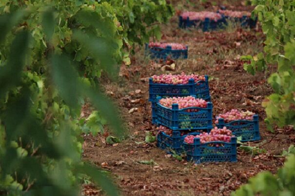 ۳۶ هزار و ۵۱۱ تن انگور از تاکستان های کهگیلویه و بویراحمد برداشت شد