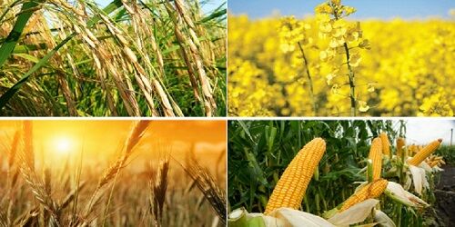 بررسی تاثیر بذر هیبریدی بر کم و کیف تولید محصولات کشاورزی کشور