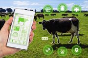 فناوری در کشاورزی مدرن| گاو متصل به اینترنت؛ انقلابی در مدیریت دام