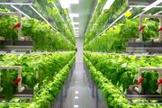 تحول در صنعت کشاورزی؛ به کارگیری شیوه های مدرن گلخانه ای، بلاک چین و هوش مصنوعی