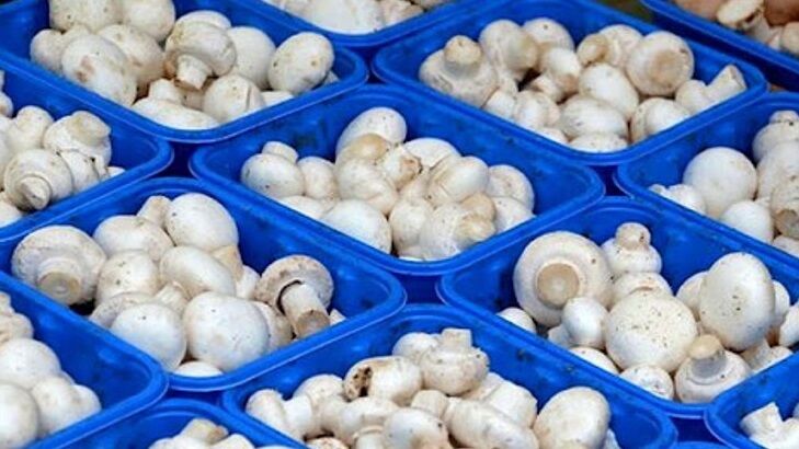 رشد قارچ گونه قیمت‌ها در بازار قارچ | چهارمین قطب تولید کشور با گرانی دست‌وپنجه نرم می‌کند